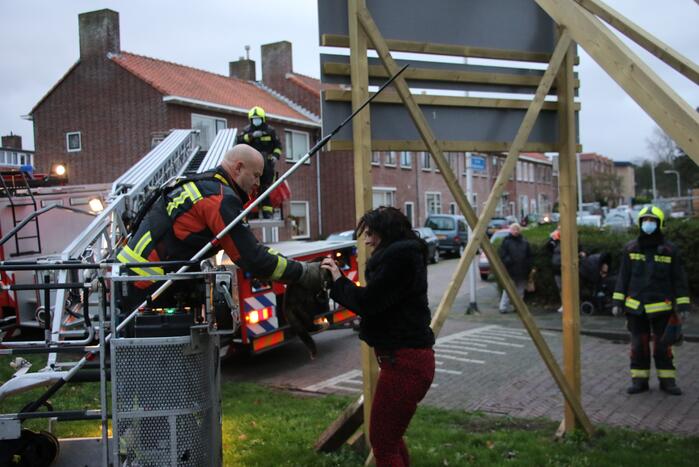 Brandweer red kat uit boom