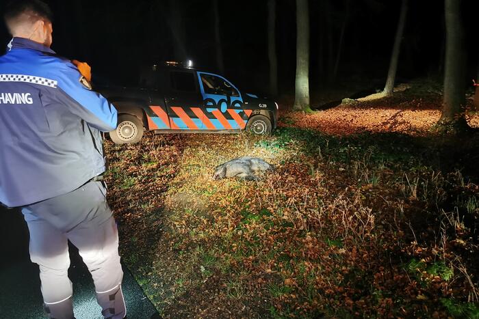 Wild zwijn overleden na aanrijding met auto