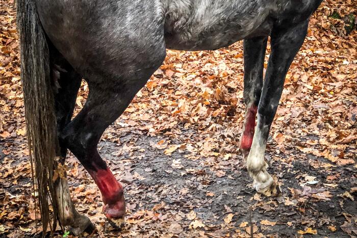 Paard glijdt uit op gladde loopbrug
