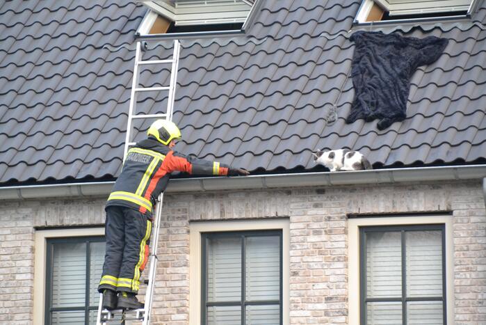 Kat in dakgoot van woning