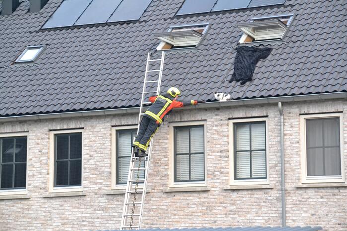 Kat in dakgoot van woning