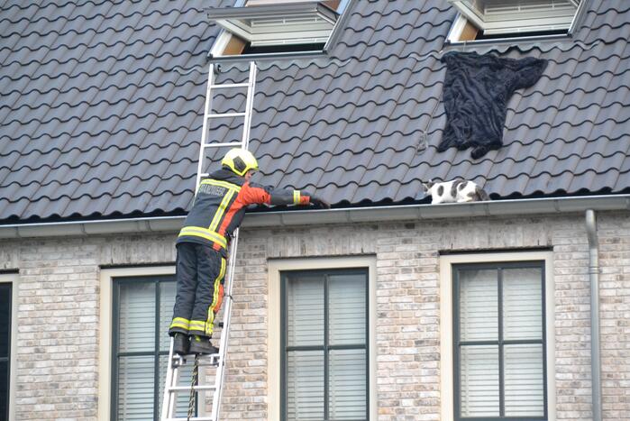 Kat in dakgoot van woning