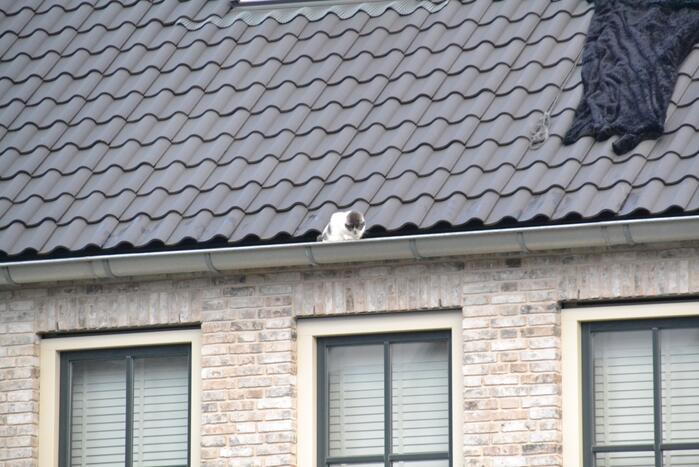 Kat in dakgoot van woning