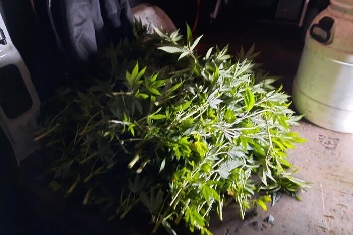 Hennepkwekerij aangetroffen in woning