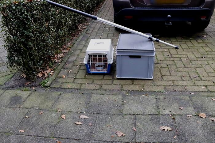 Brandweer ingezet voor kat in de boom