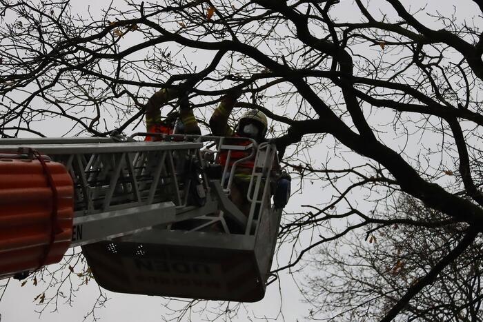 Brandweer ingezet voor kat in de boom