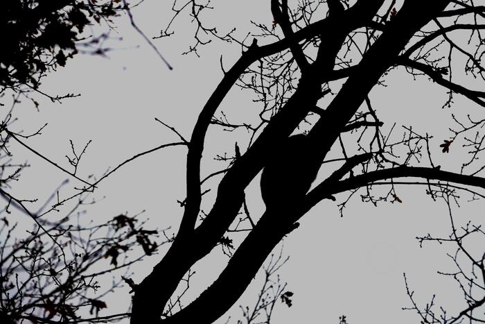 Brandweer ingezet voor kat in de boom