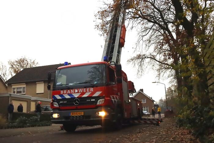 Brandweer ingezet voor kat in de boom