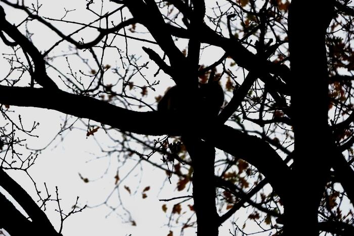 Brandweer ingezet voor kat in de boom