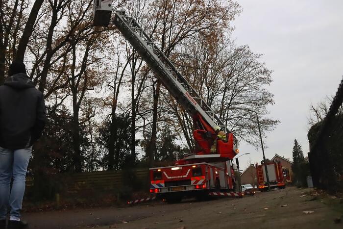 Brandweer ingezet voor kat in de boom
