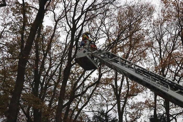 Brandweer ingezet voor kat in de boom