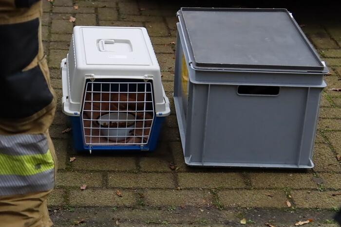 Brandweer ingezet voor kat in de boom