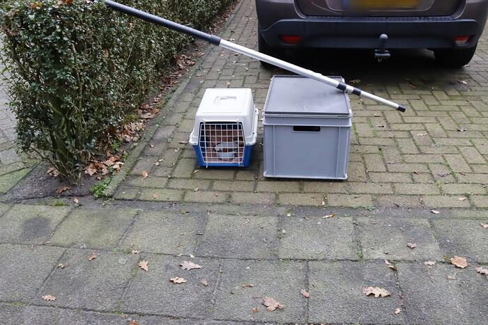 Brandweer ingezet voor kat in de boom