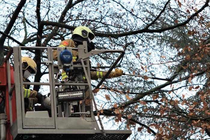 Brandweer redt kat uit boom