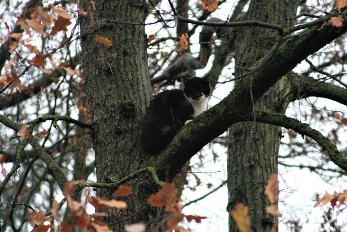 Brandweer redt kat uit boom