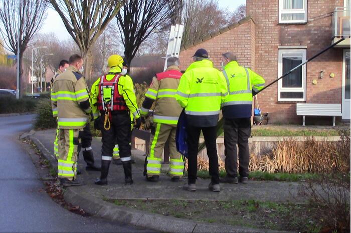 Gewonde zwaan uit water gehaald