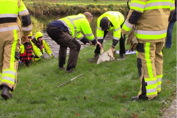 Gewonde zwaan uit water gehaald