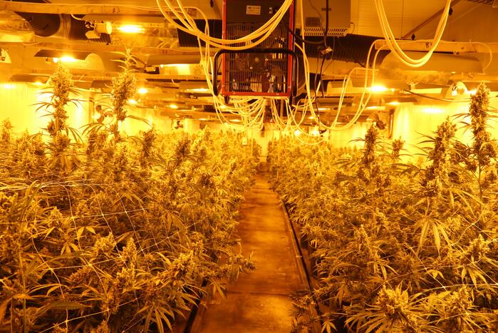 2500 stekken en planten aangetroffen bij hennepkwekerij