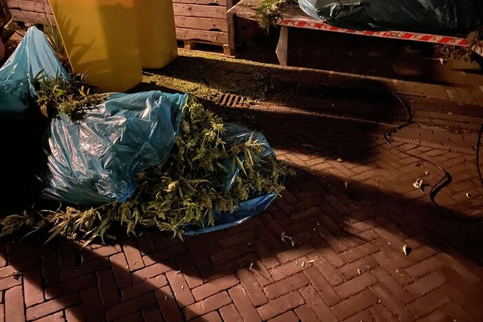 Wietplantage opgerold