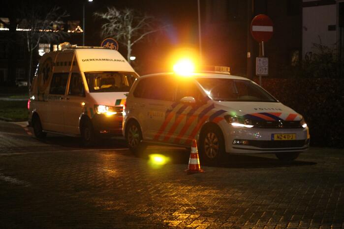 Voetganger met hond aangereden