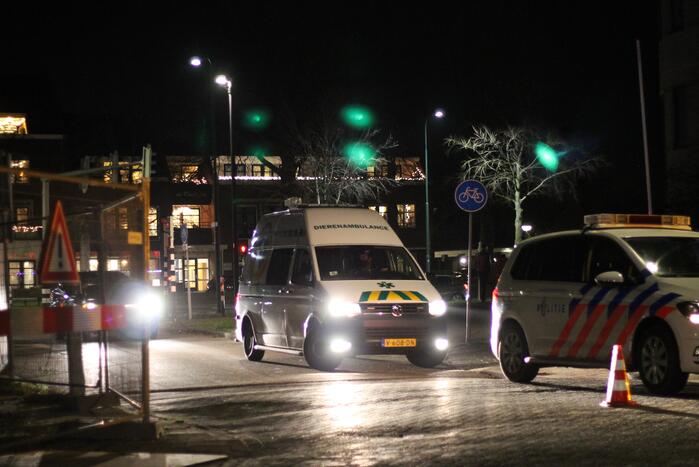 Voetganger met hond aangereden