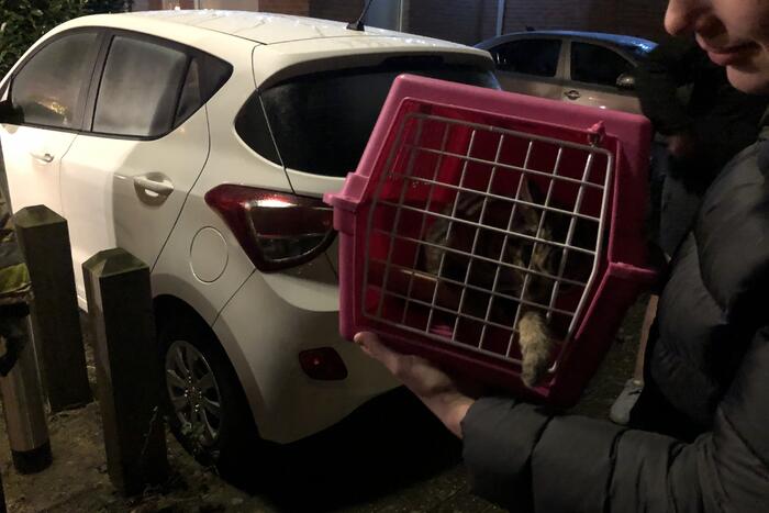 Kat valt van schrik in schoorsteenpijp