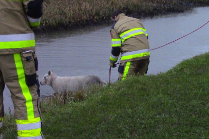 Brandweer redt schaap uit het water