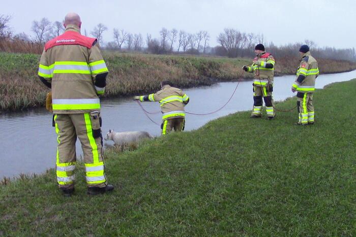 Brandweer redt schaap uit het water