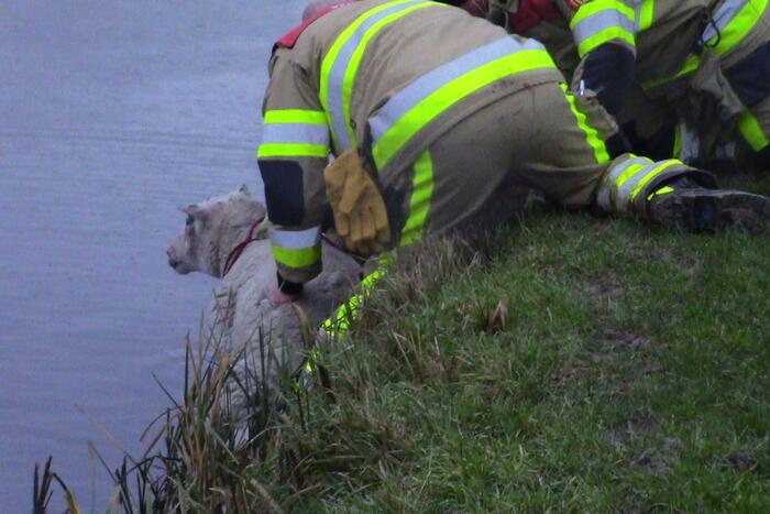 Brandweer redt schaap uit het water