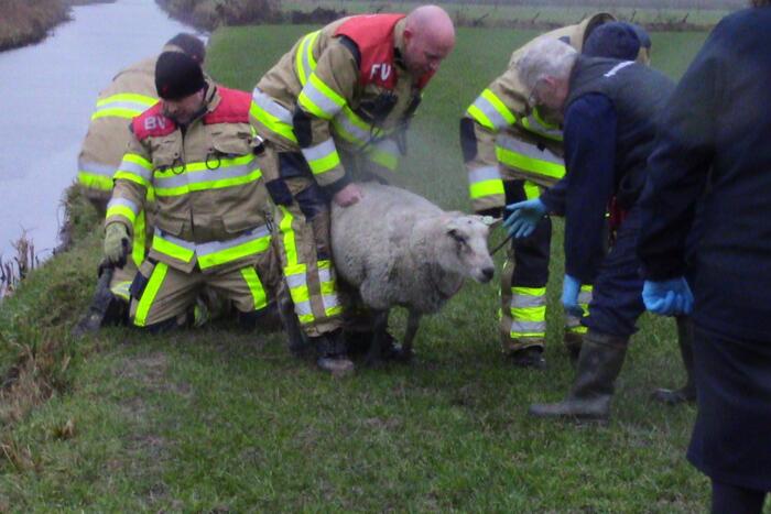 Brandweer redt schaap uit het water