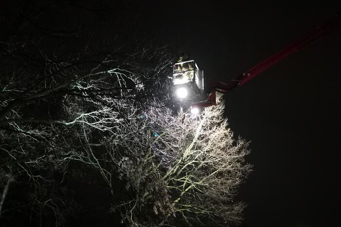 Tak dreigt uit boom te vallen