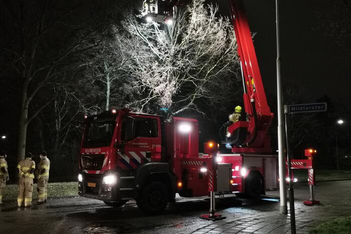 Tak dreigt uit boom te vallen