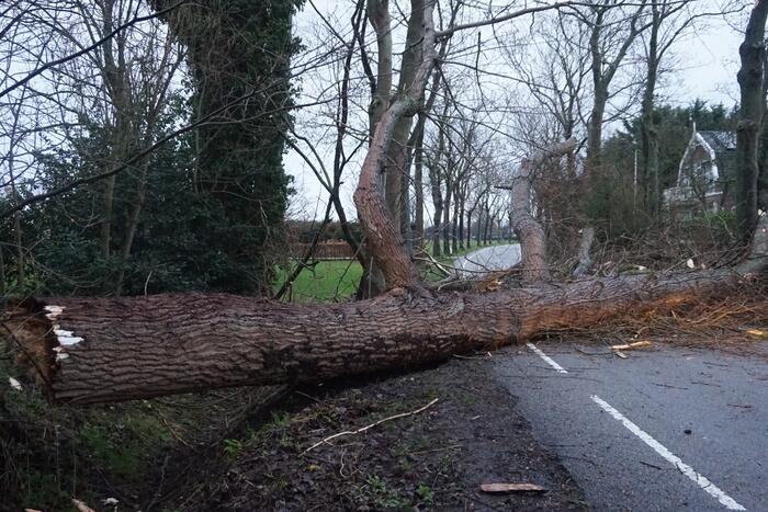 Boom neemt andere bomen mee in val