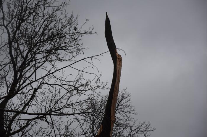 Boom neemt andere bomen mee in val