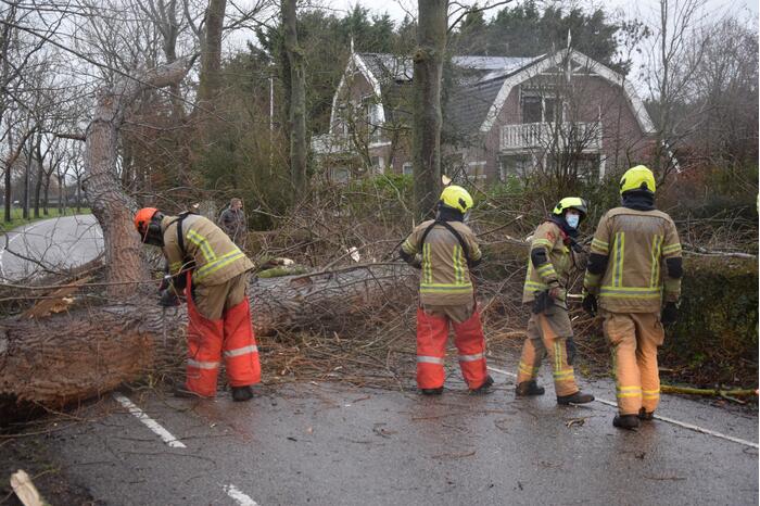 Boom neemt andere bomen mee in val