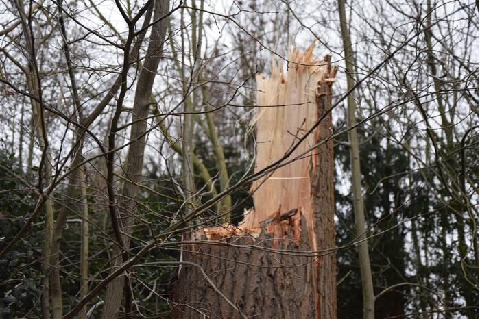 Boom neemt andere bomen mee in val