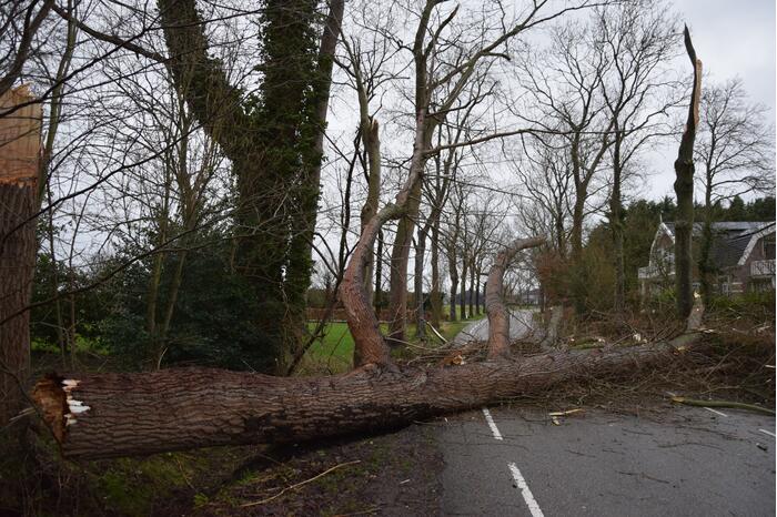 Boom neemt andere bomen mee in val