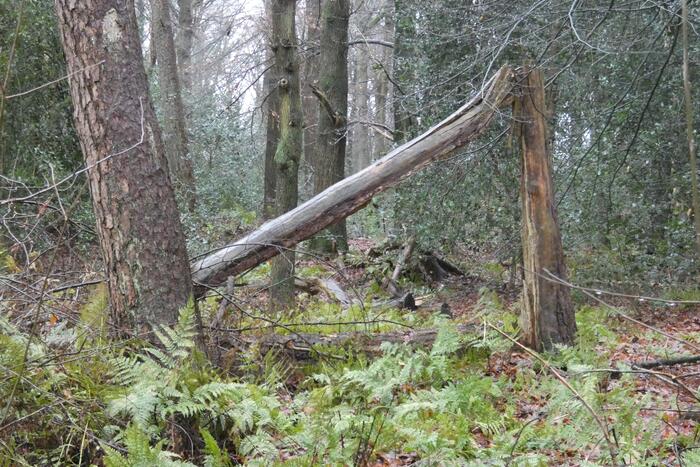 Brandweer ingezet voor omgewaaide boom