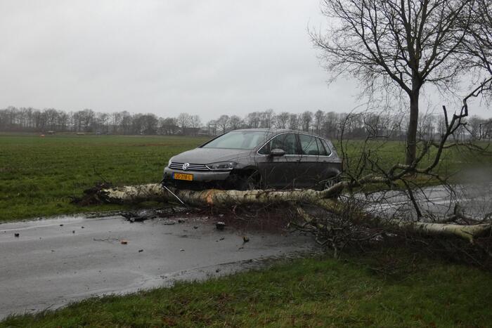 Boom waait om voor rijdende auto