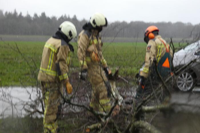 Boom waait om voor rijdende auto