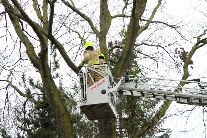 Boom dreigt om te vallen