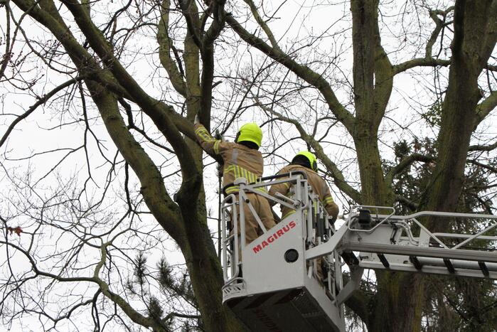 Boom dreigt om te vallen