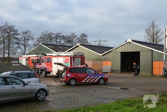 Brandweer uren bezig met redden koeien uit gierkelder