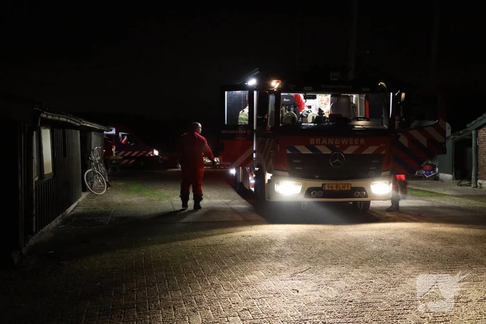 Koe zit vast tussen vier giertegels