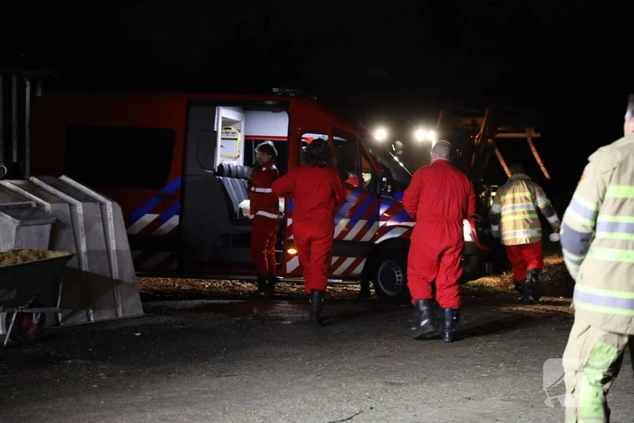 Koe zit vast tussen vier giertegels
