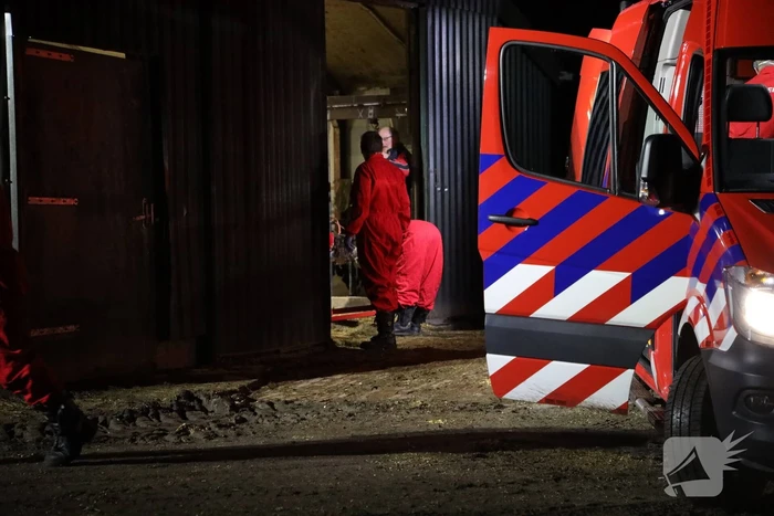 Koe zit vast tussen vier giertegels