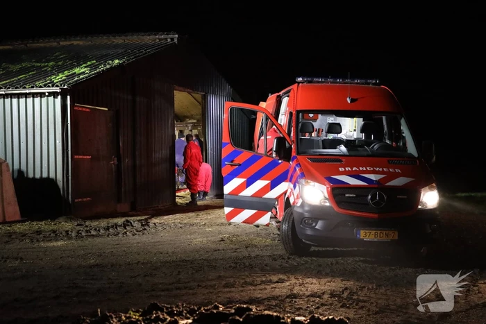Koe zit vast tussen vier giertegels