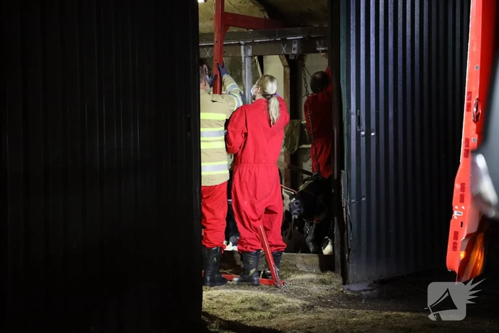 Koe zit vast tussen vier giertegels