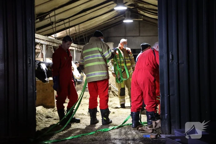 Koe zit vast tussen vier giertegels