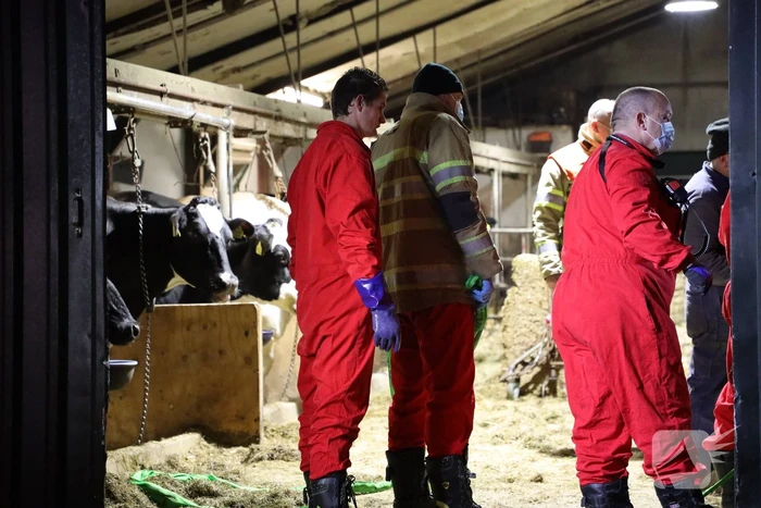 Koe zit vast tussen vier giertegels